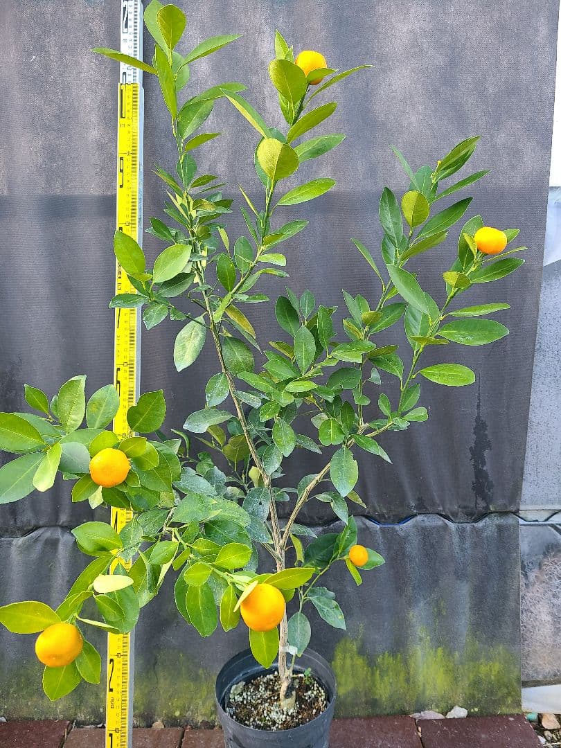 タチバナ（橘）実付き大株 5号P 接木3年生苗｜日本固有柑橘・耐寒性◎ 現品発送