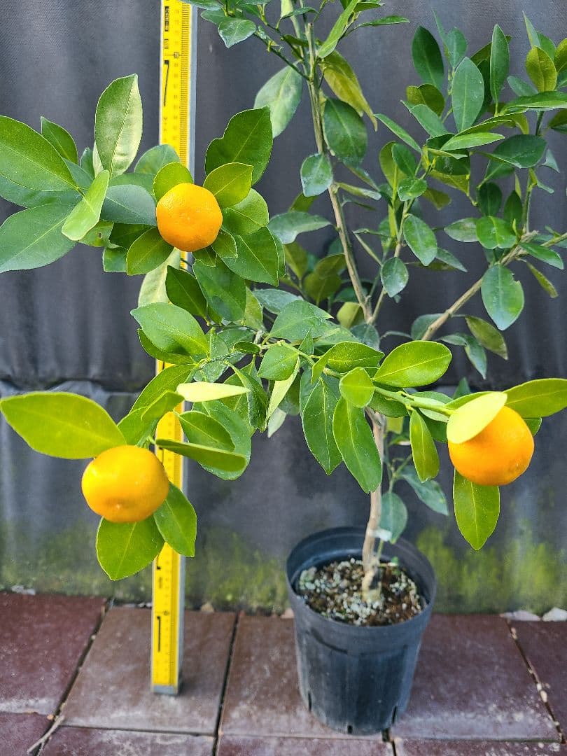 タチバナ（橘）実付き大株 5号P 接木3年生苗｜日本固有柑橘・耐寒性◎ 現品発送