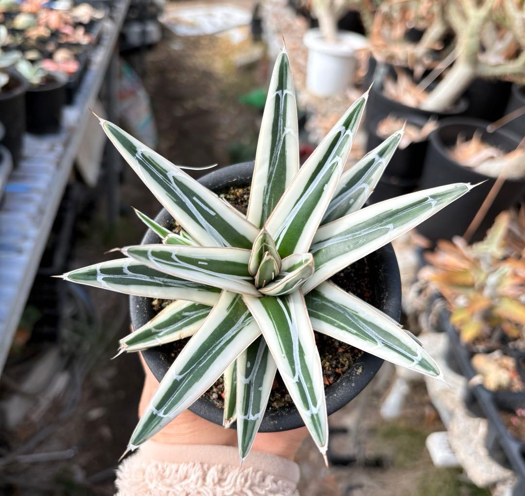 アガベ　氷山　鉢ごと　子株付き