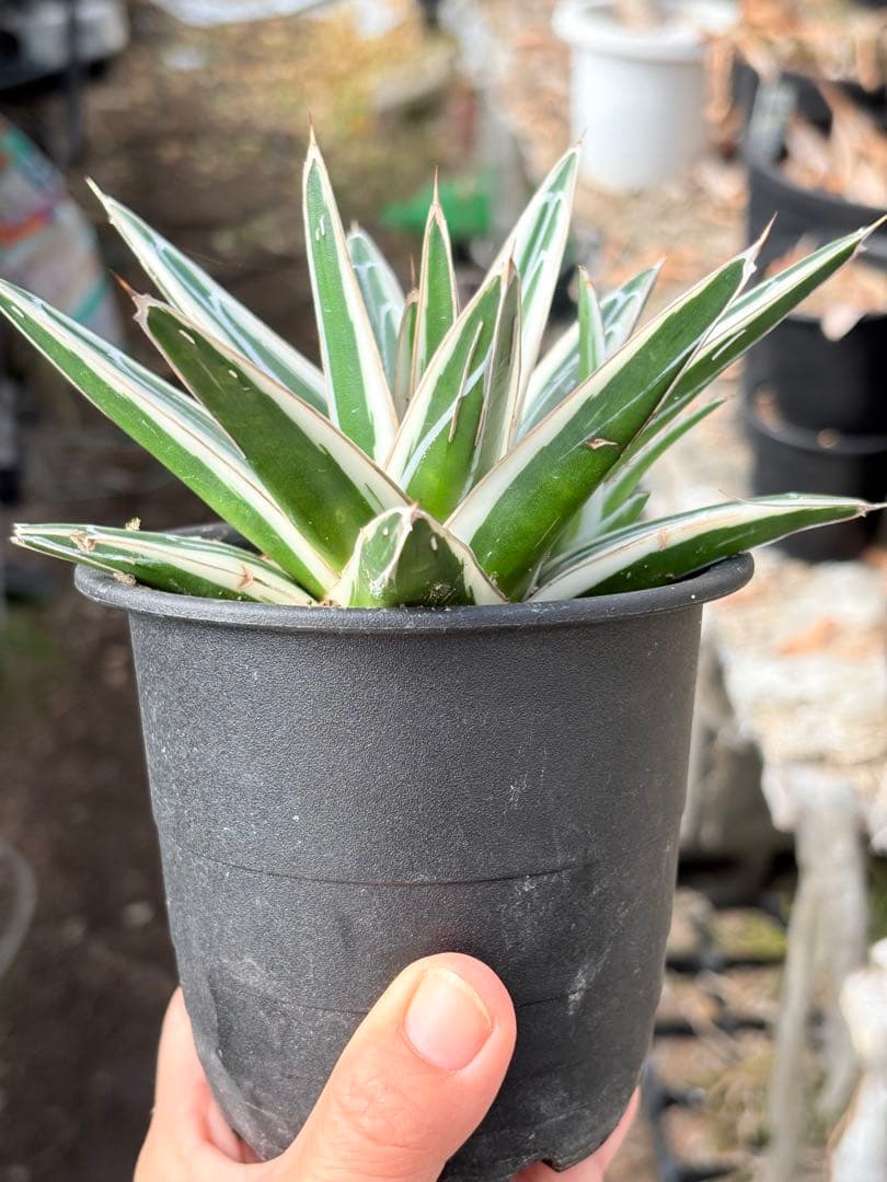 アガベ　氷山　鉢ごと　子株付き