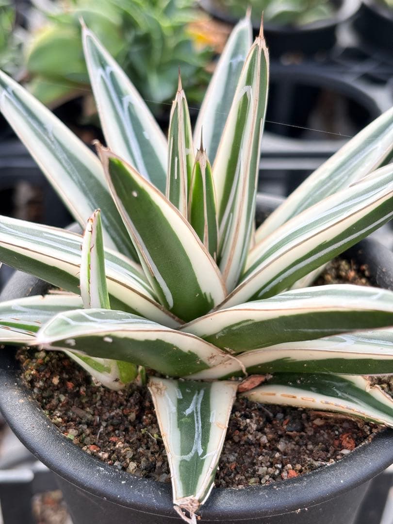 アガベ　氷山　鉢ごと　子株付き