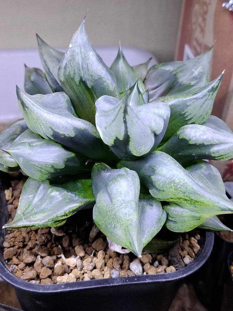 ハオルチア裏般若　徳大！　検索用…コンプト、オブツーサ、錦、コレクタ、