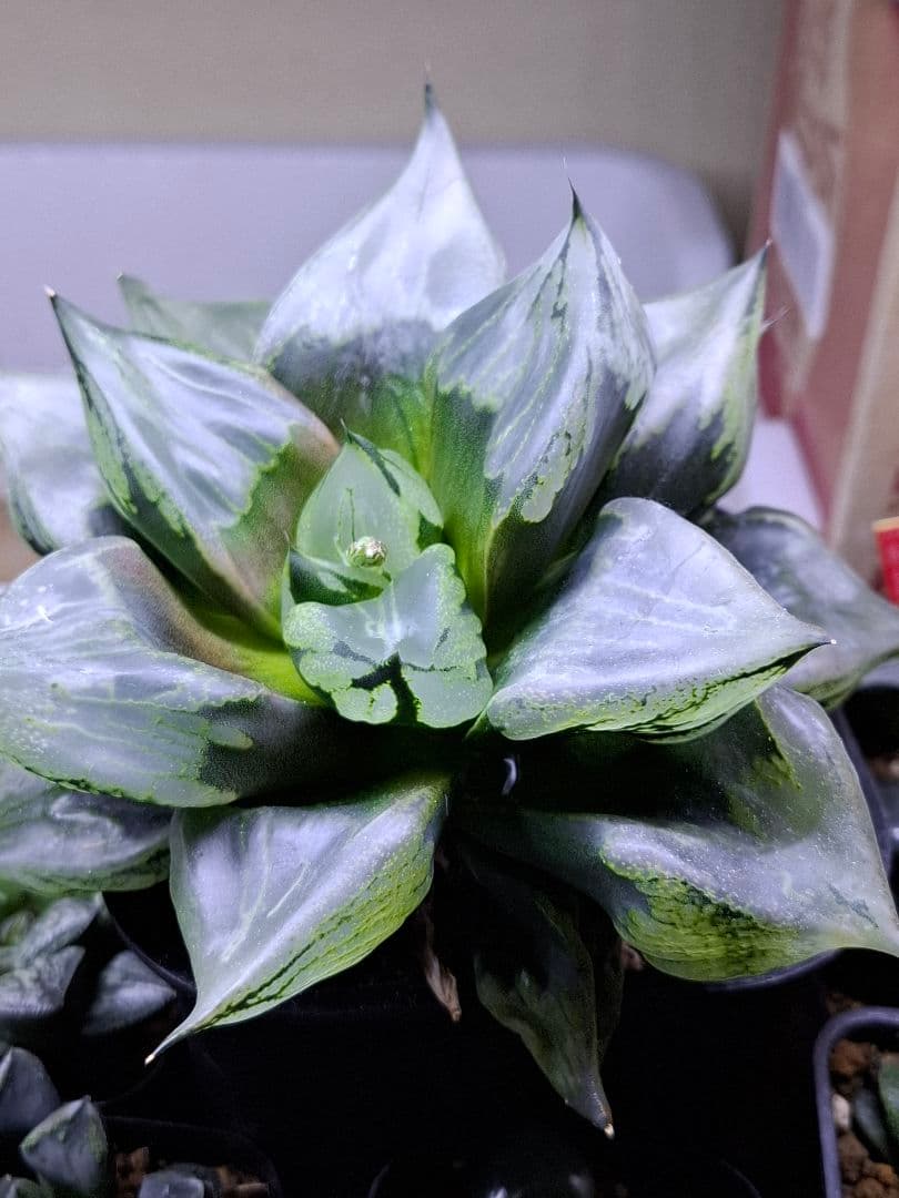 ハオルチア裏般若　徳大！　検索用…コンプト、オブツーサ、錦、コレクタ、