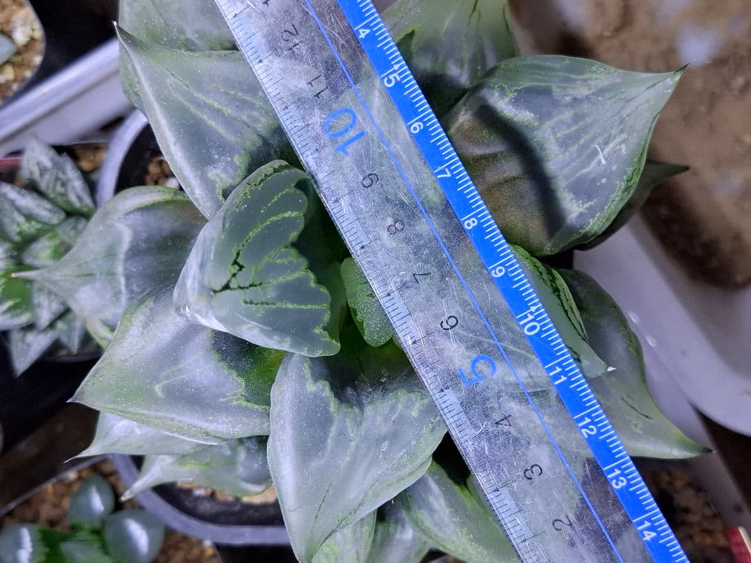 ハオルチア裏般若　徳大！　検索用…コンプト、オブツーサ、錦、コレクタ、