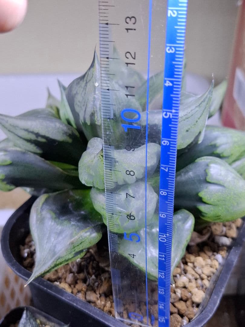 ハオルチア裏般若　徳大！　検索用…コンプト、オブツーサ、錦、コレクタ、