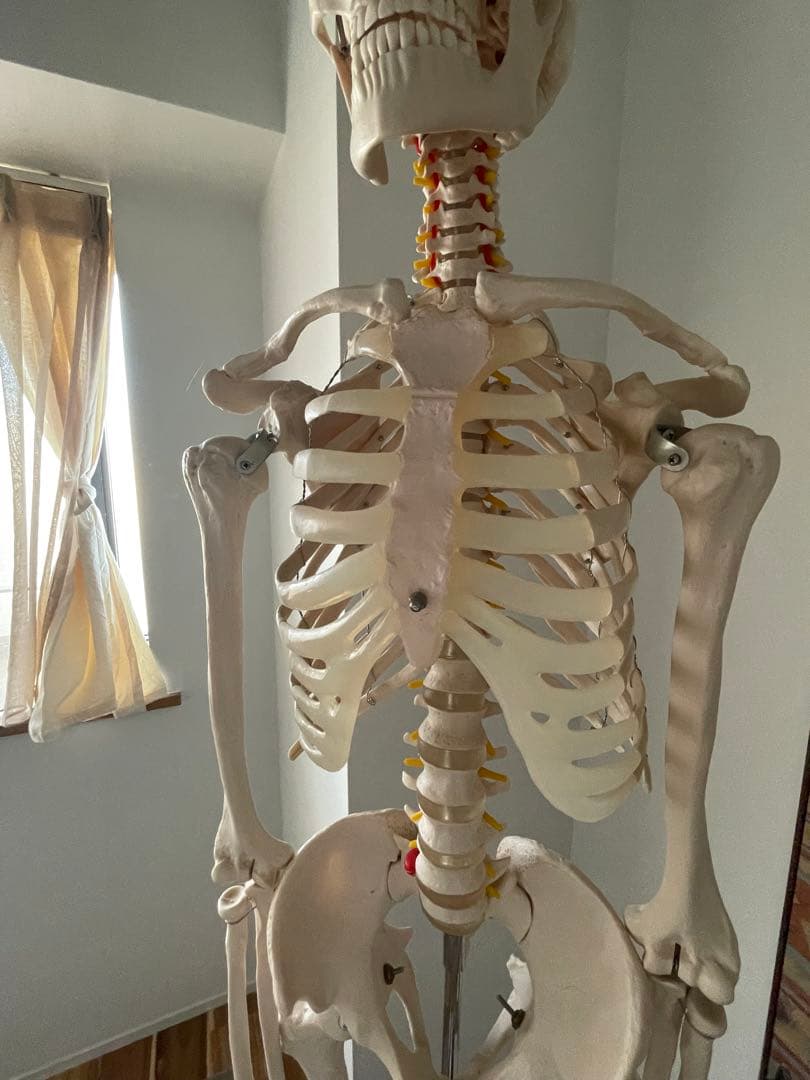 可動式　人体模型 約170cm 解剖学　ヨガ