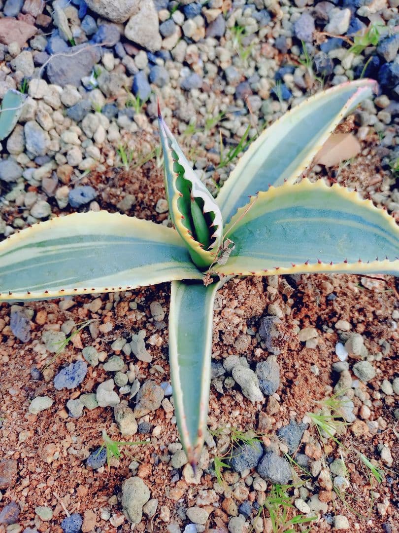 アガベ　リップルエフェクト　ワイド葉　良血統　子株