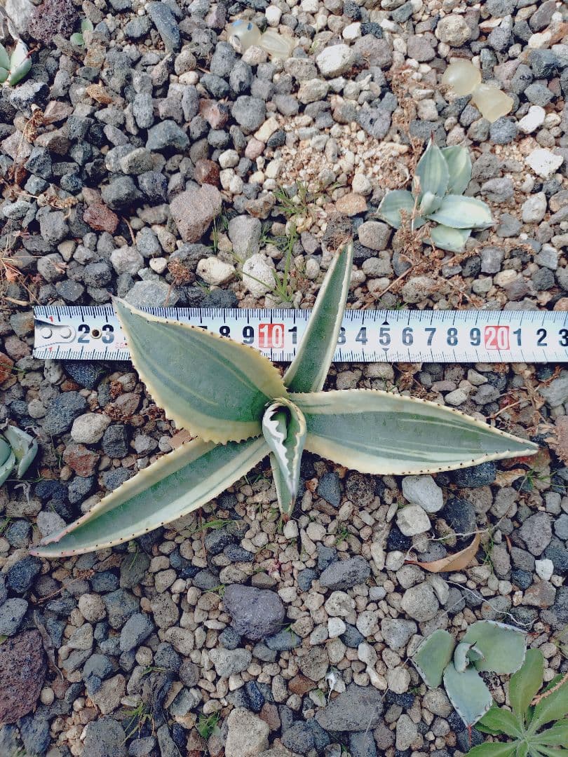 アガベ　リップルエフェクト　ワイド葉　良血統　子株