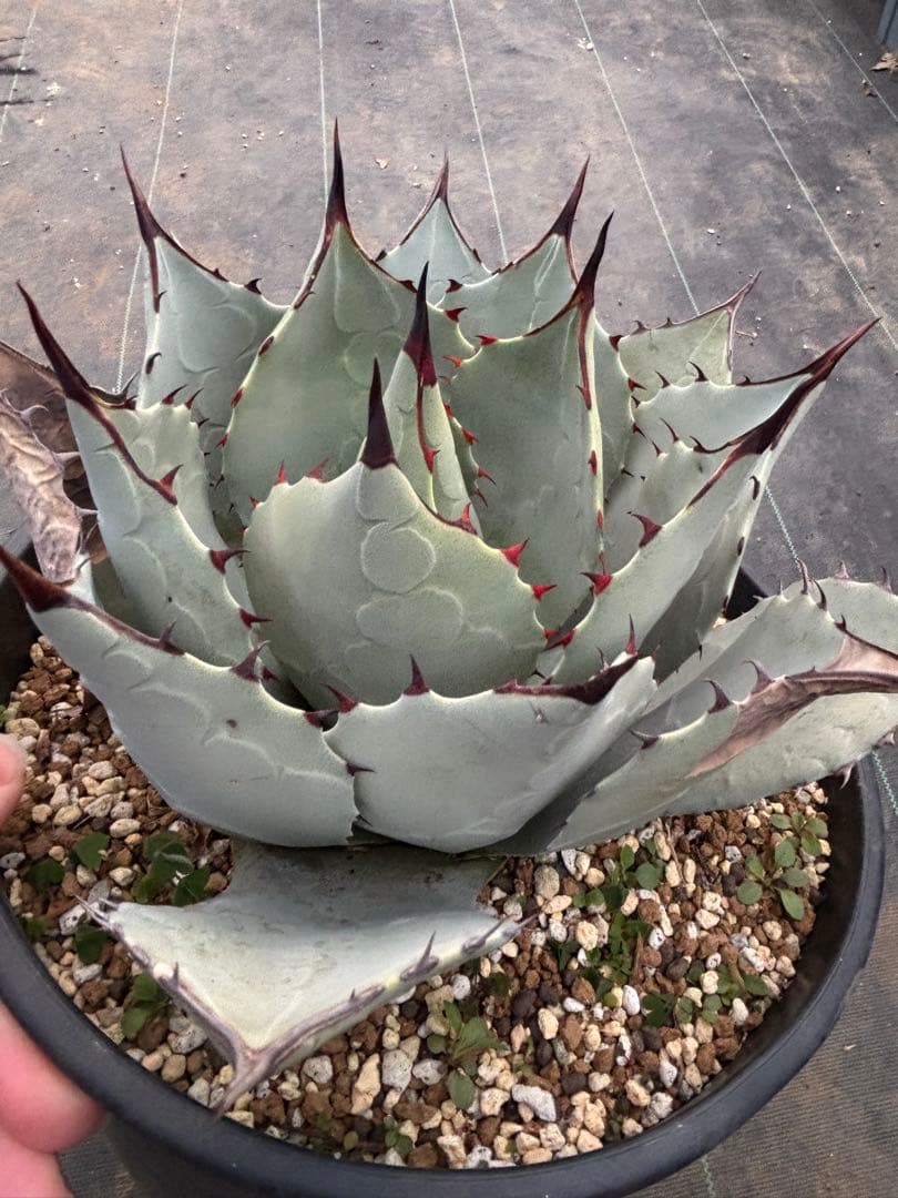 アガベ　パリーハイブリッド　検索　リップルエフェクト　オリザバ