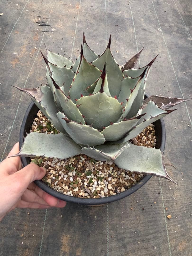 アガベ　パリーハイブリッド　検索　リップルエフェクト　オリザバ