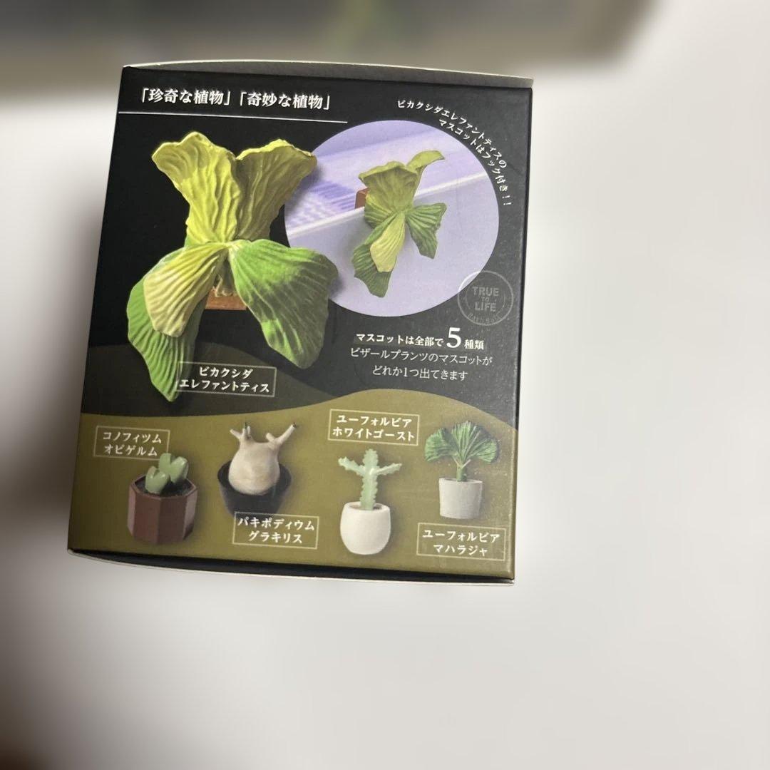 ビザールプランツ　バスボール　24個1箱BOX付き