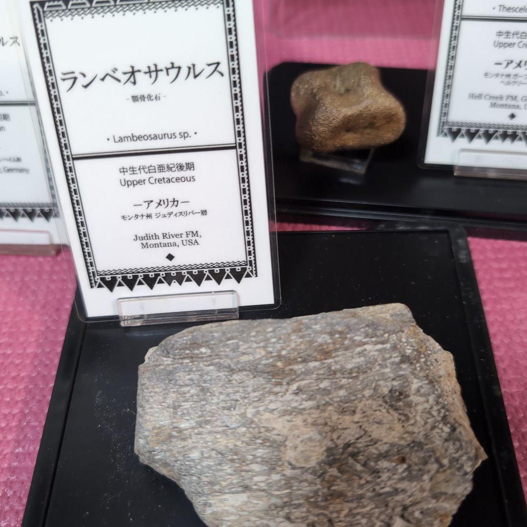 本物　ランベオサウルス　頬骨化石　186グラム　ラベル付き