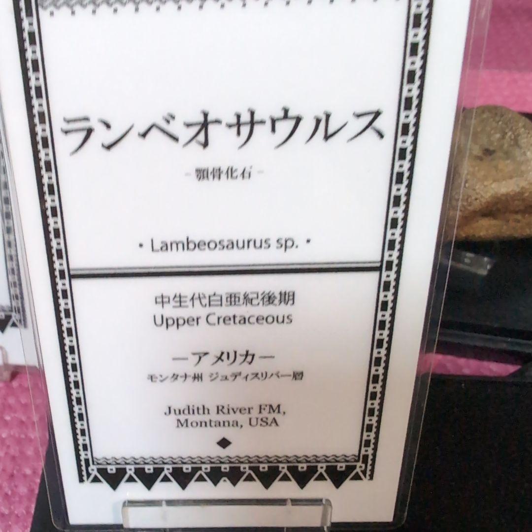 本物　ランベオサウルス　頬骨化石　186グラム　ラベル付き