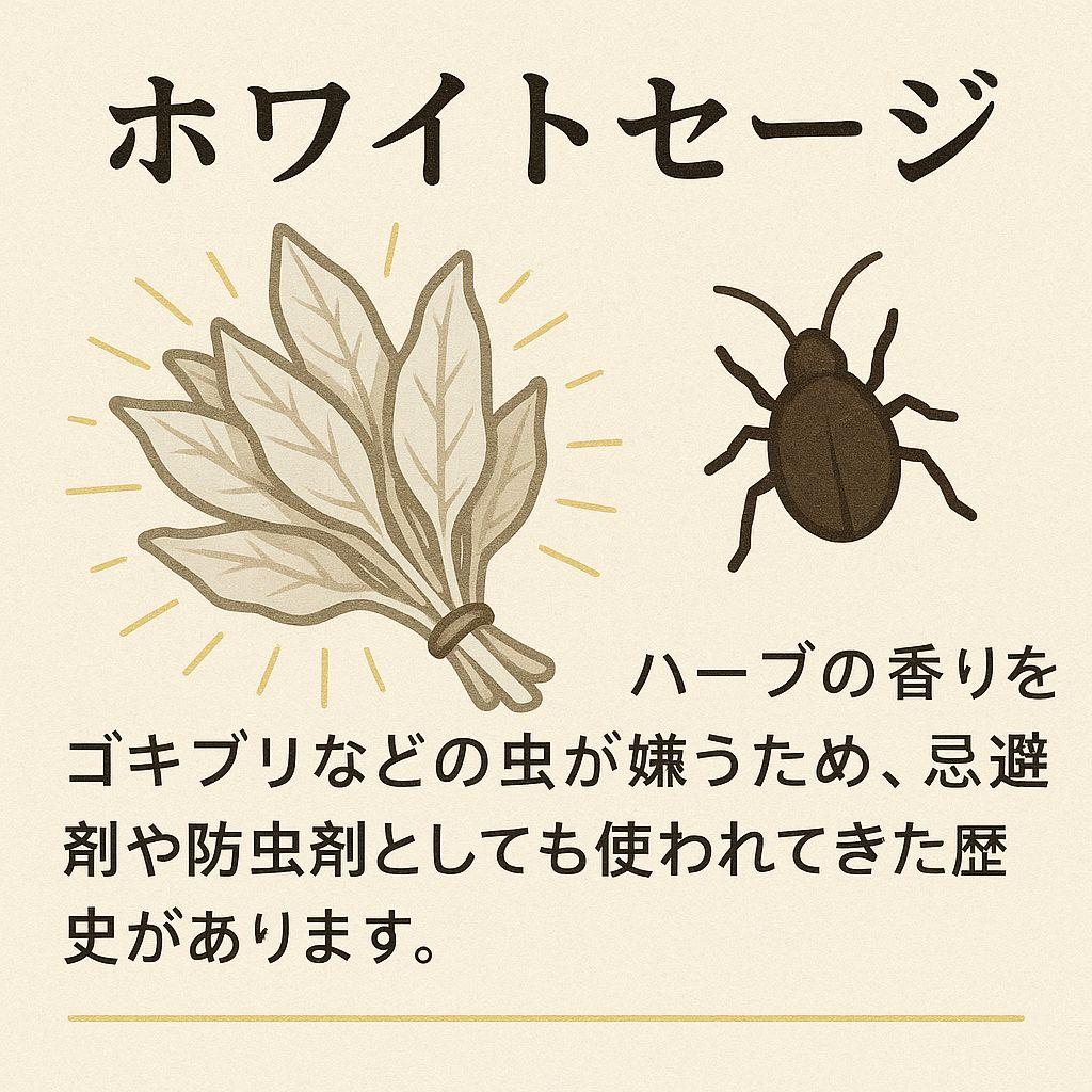 激安価格☆無農薬アウトレットホワイトセージ1KG枝無し業務用価額