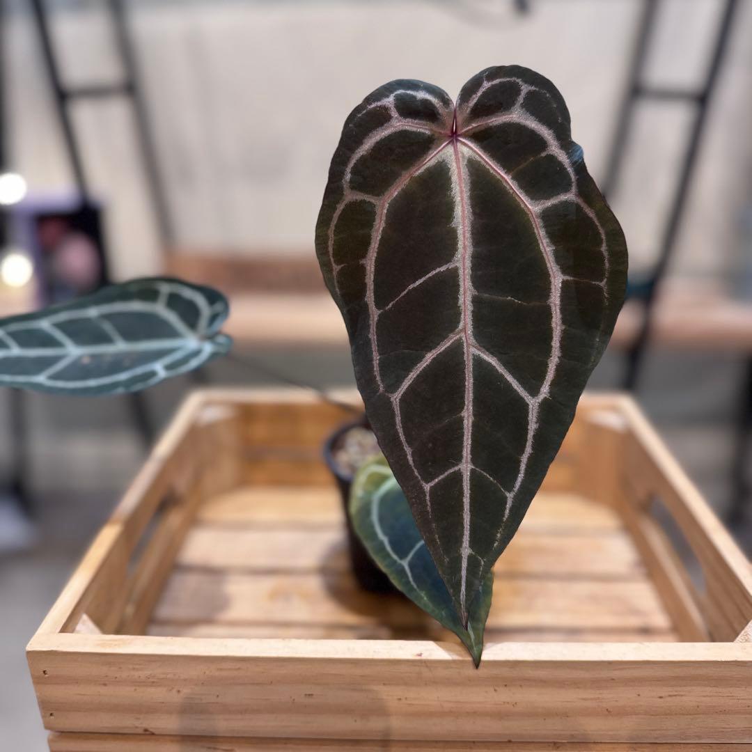 マ*ン様 53 アンスリウム　’パープルクリスタリナム‘ 色濃いめ