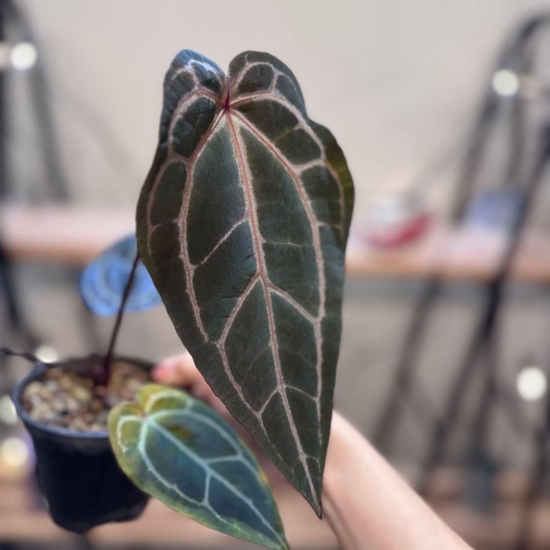 マ*ン様 53 アンスリウム　’パープルクリスタリナム‘ 色濃いめ