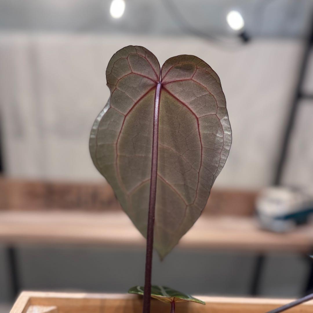 マ*ン様 53 アンスリウム　’パープルクリスタリナム‘ 色濃いめ