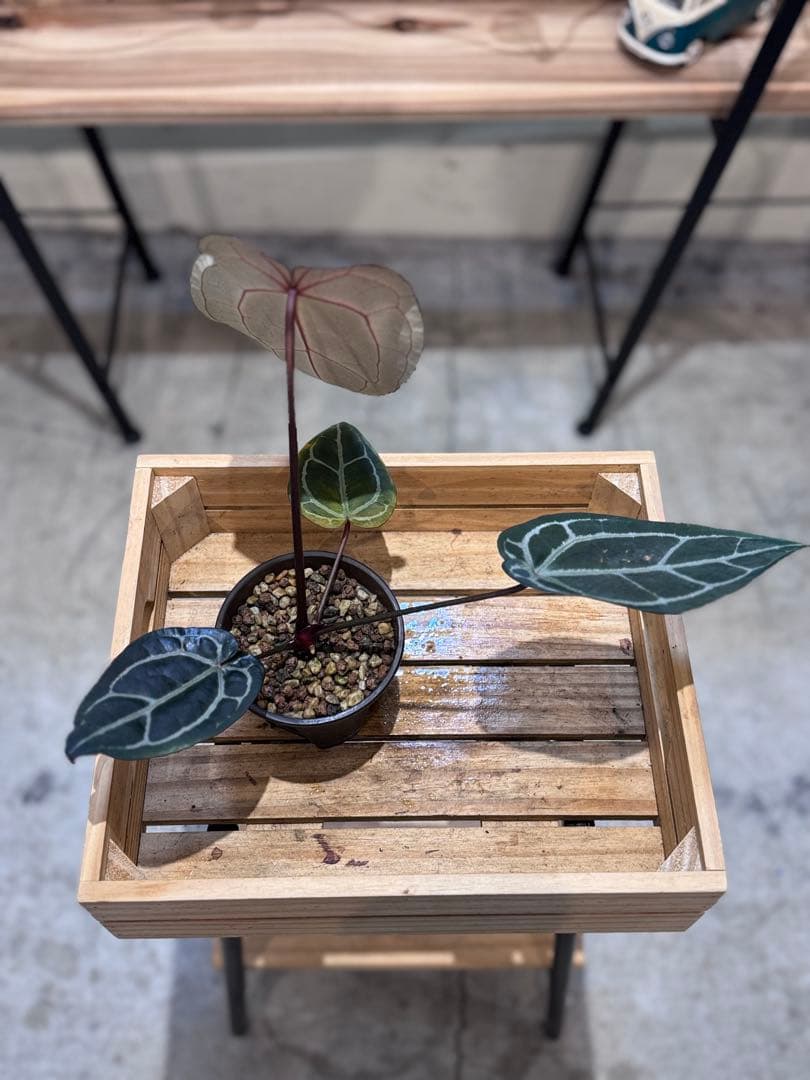 マ*ン様 53 アンスリウム　’パープルクリスタリナム‘ 色濃いめ