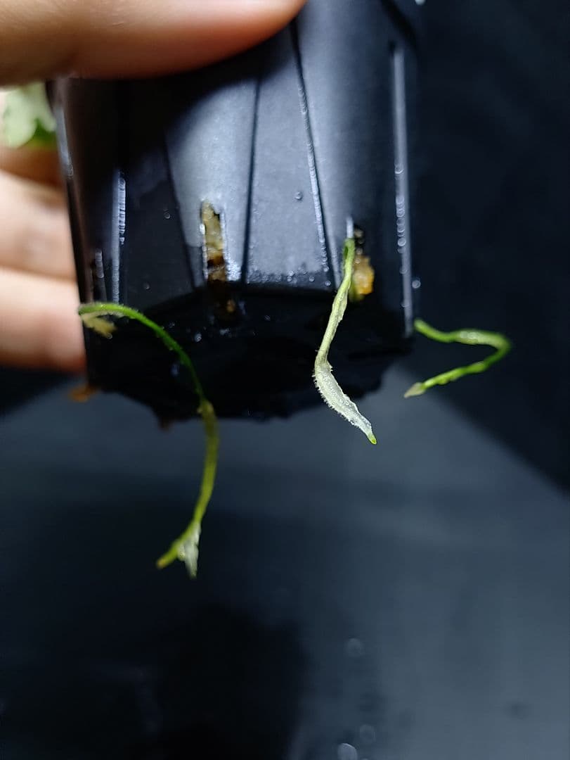 ブセファランドラ sp.“Dark gray” TB便