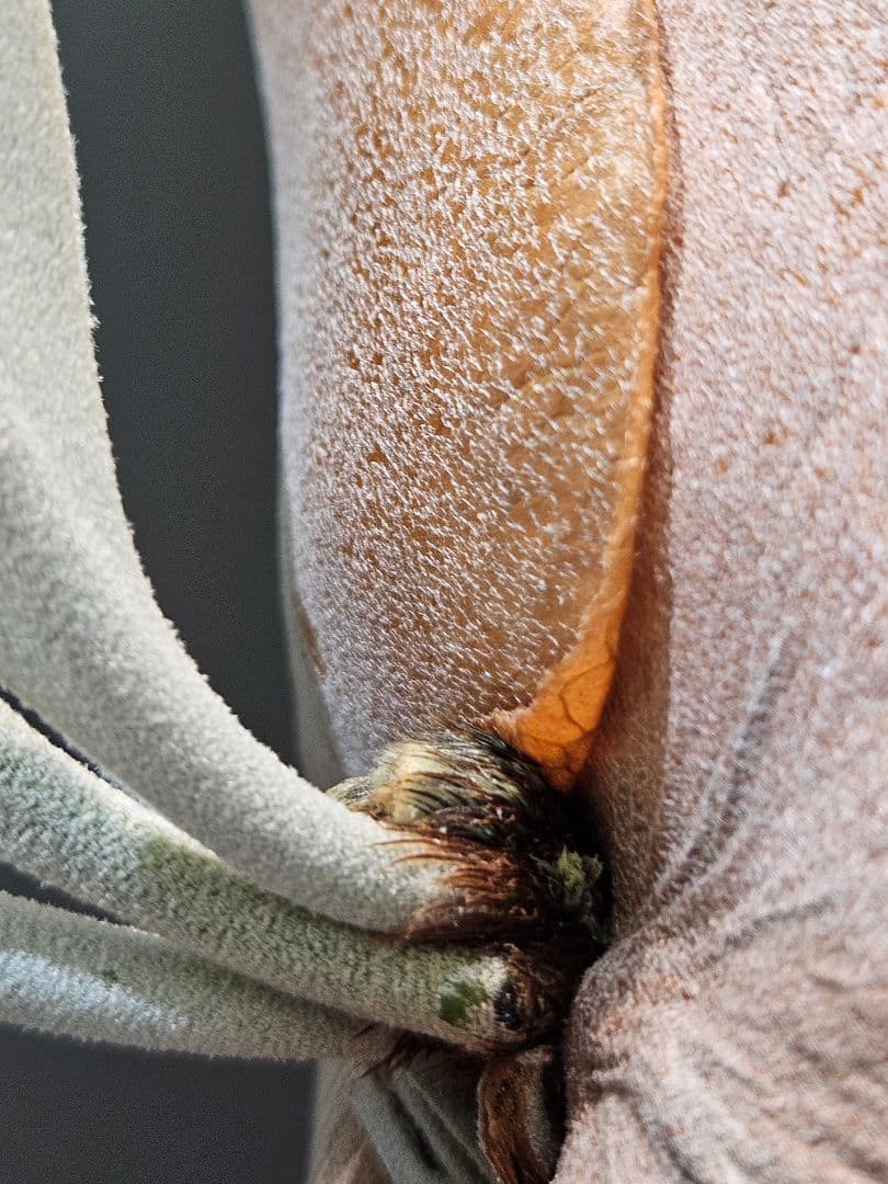 FSQ-S 胞子培養苗2　板②