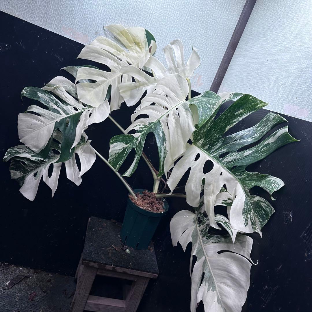 ま*ー様 斑入りモンステラ ホワイトタイガー極美大株73cm白斑多