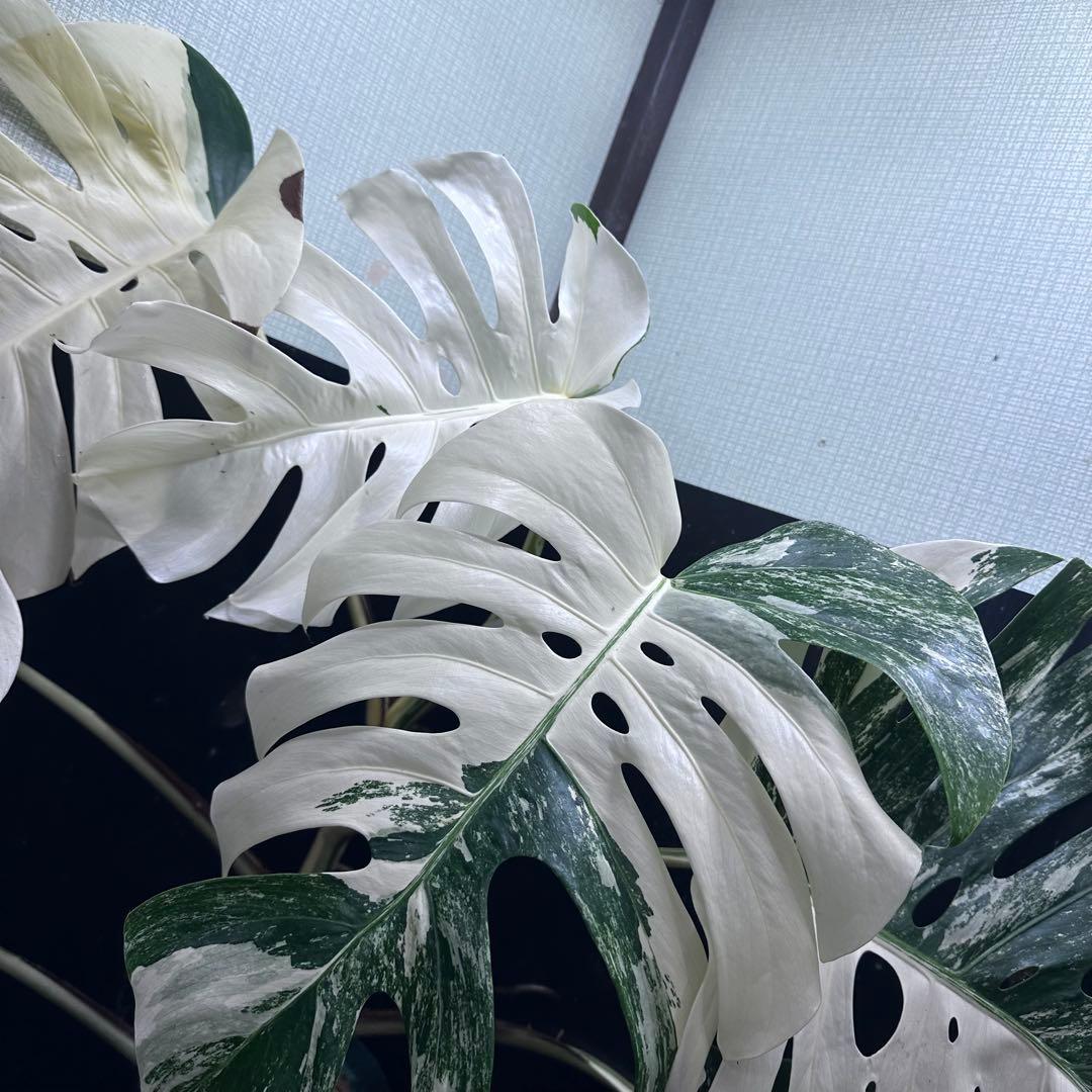 ま*ー様 斑入りモンステラ ホワイトタイガー極美大株73cm白斑多