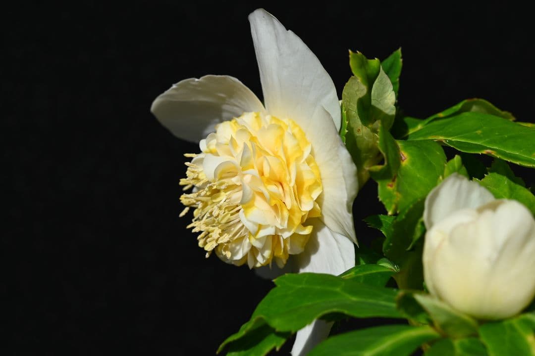 クリスマスローズ　認定ゴールドモーリー　加藤農園