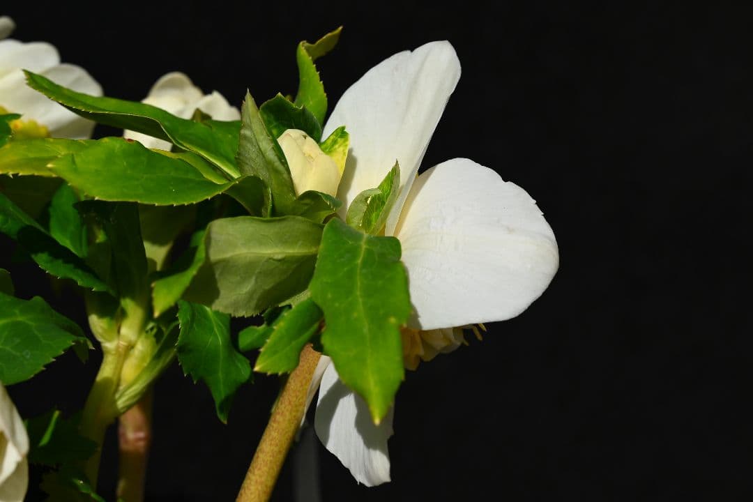 クリスマスローズ　認定ゴールドモーリー　加藤農園