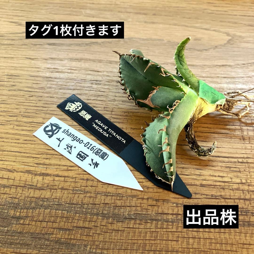 N*u様 【オークション】匿名配送　特大　アガべ　悪魔　TC 上澳園芸　悪魔くん