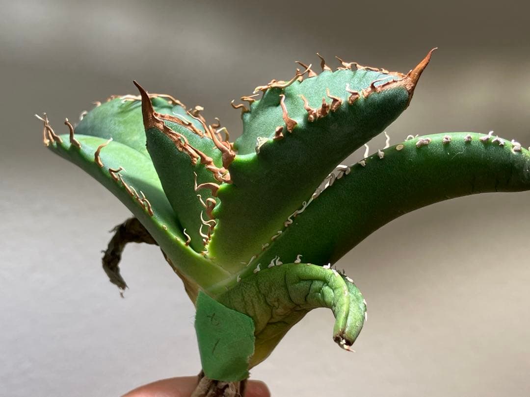 N*u様 【オークション】匿名配送　特大　アガべ　悪魔　TC 上澳園芸　悪魔くん