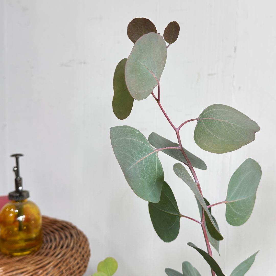 ユーカリ イタリア製テラコッタ鉢植え　ポポラス　シルバーリーフ