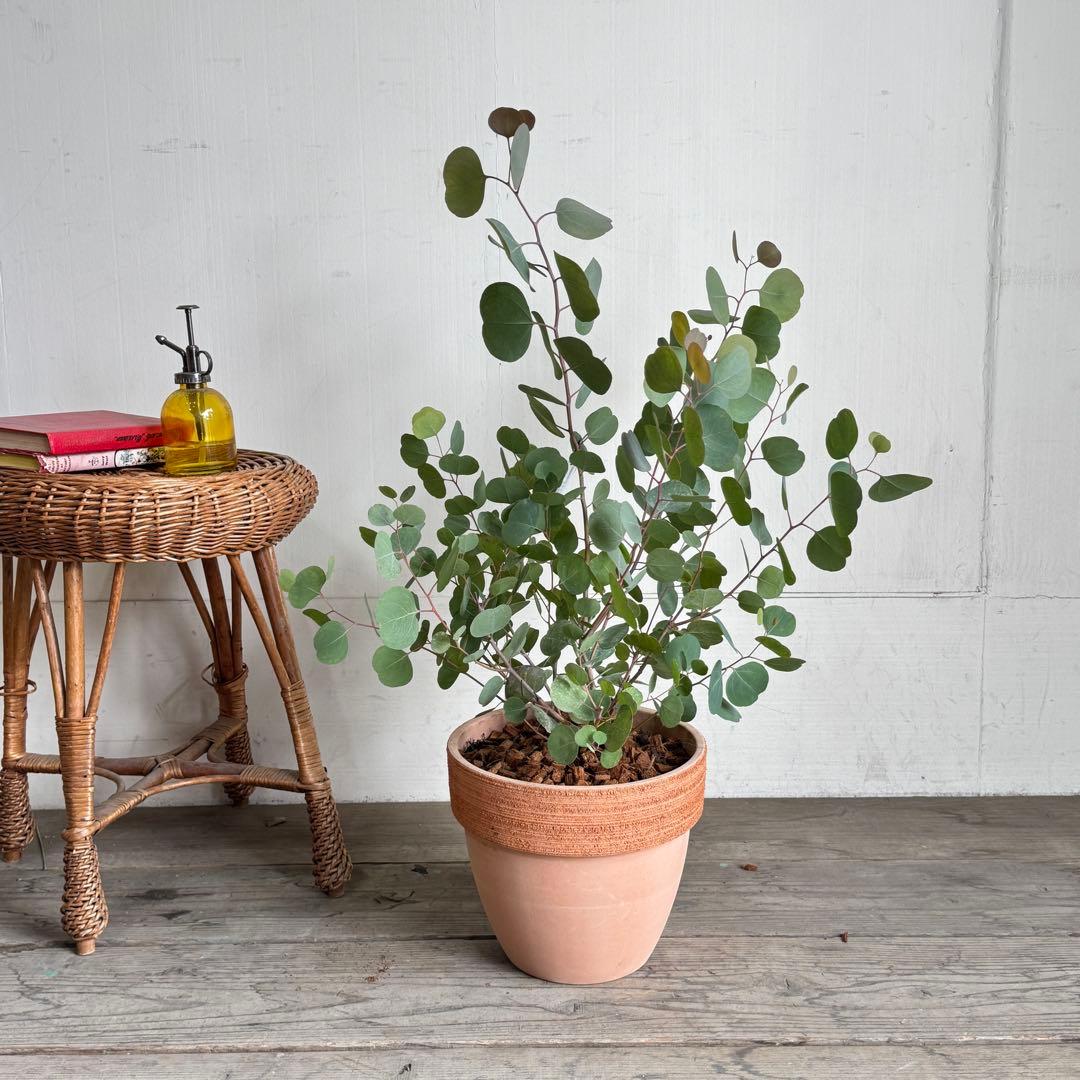 ユーカリ イタリア製テラコッタ鉢植え　ポポラス　シルバーリーフ