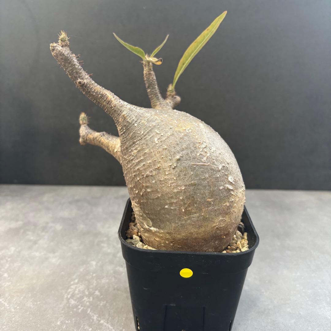 アミバタ発根済 パキポディウム グラキリス 現地球 コーデックスNO2