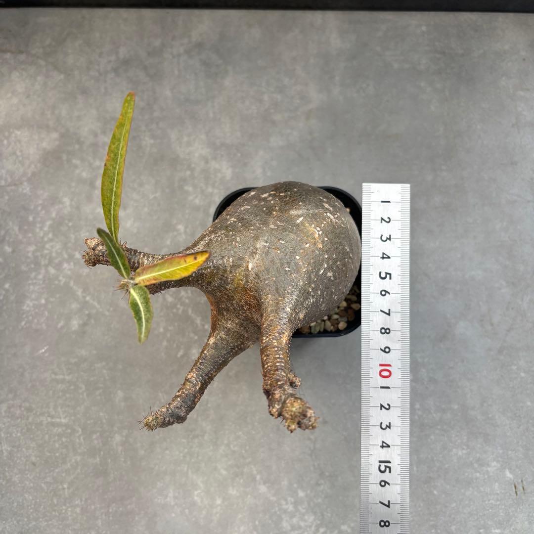 アミバタ発根済 パキポディウム グラキリス 現地球 コーデックスNO2