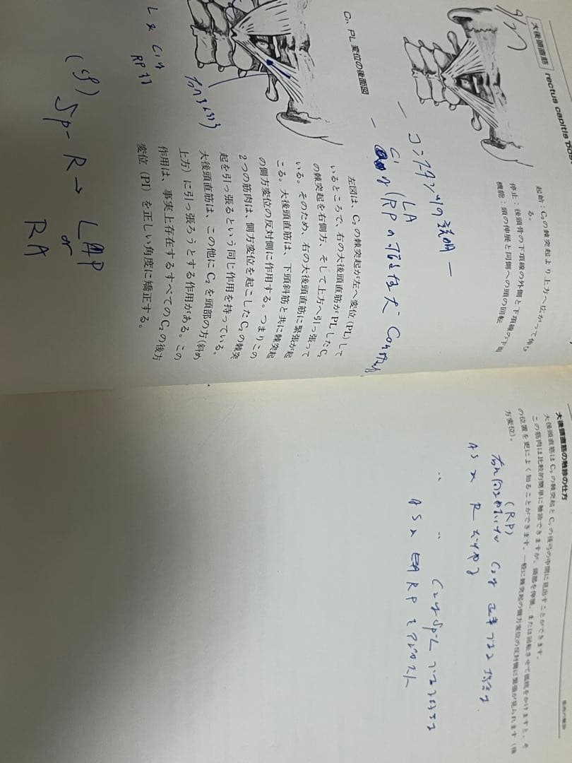 【極レア】上部頚椎カイロプラクティック - 哲学・科学・芸術【初版】