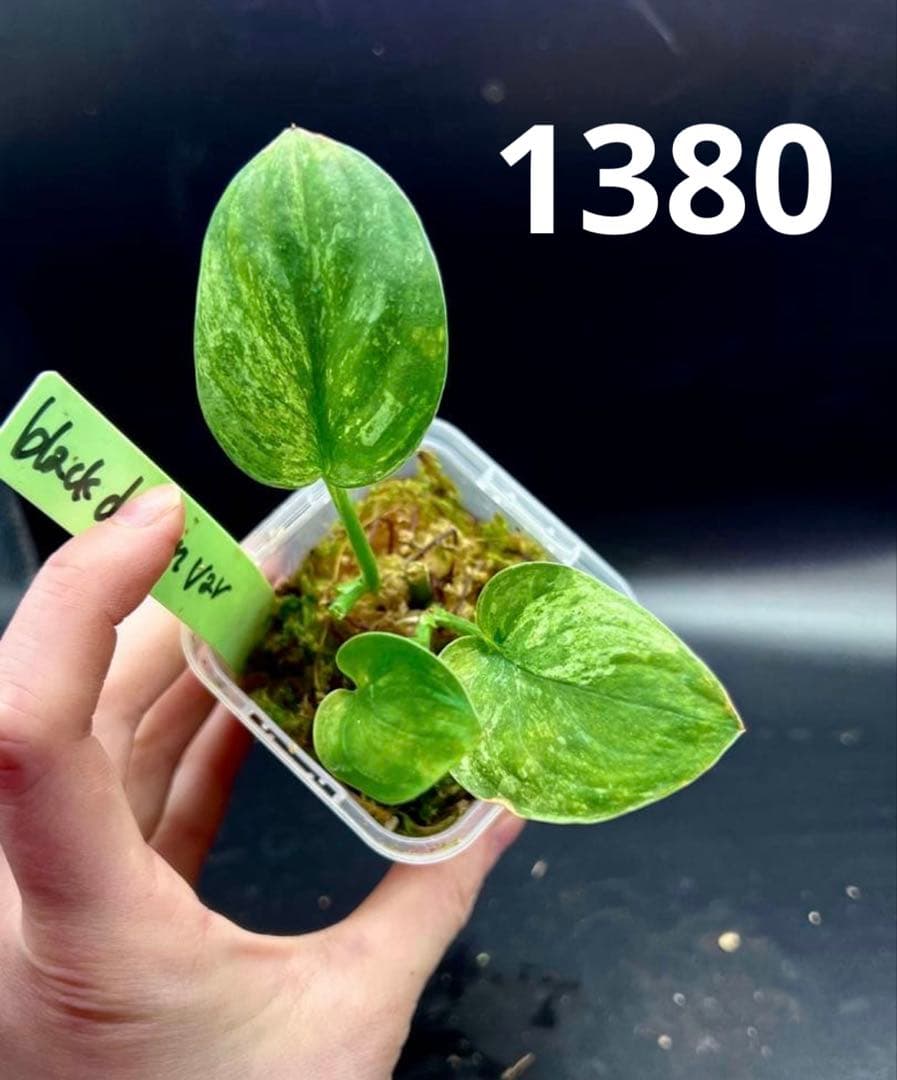 Leno様　おまとめ買い