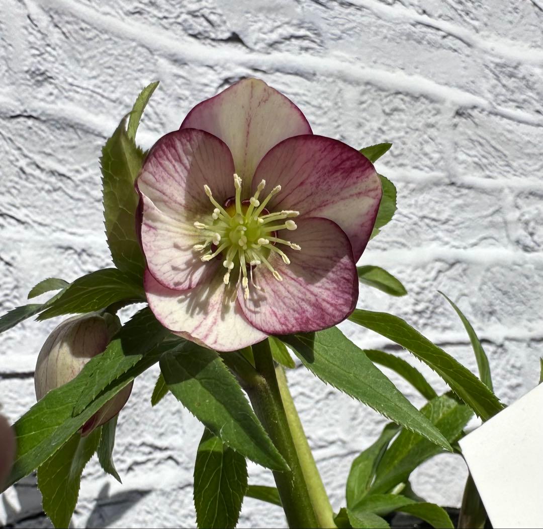 クリスマスローズ　ベビードール　横山園芸　開花株