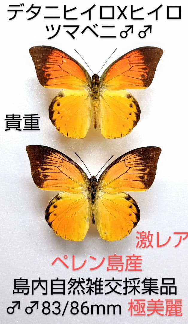最終価格‼️【自然雑交種】デタニヒイロXヒイロツマベニ♂♂標本★ペレン島産★