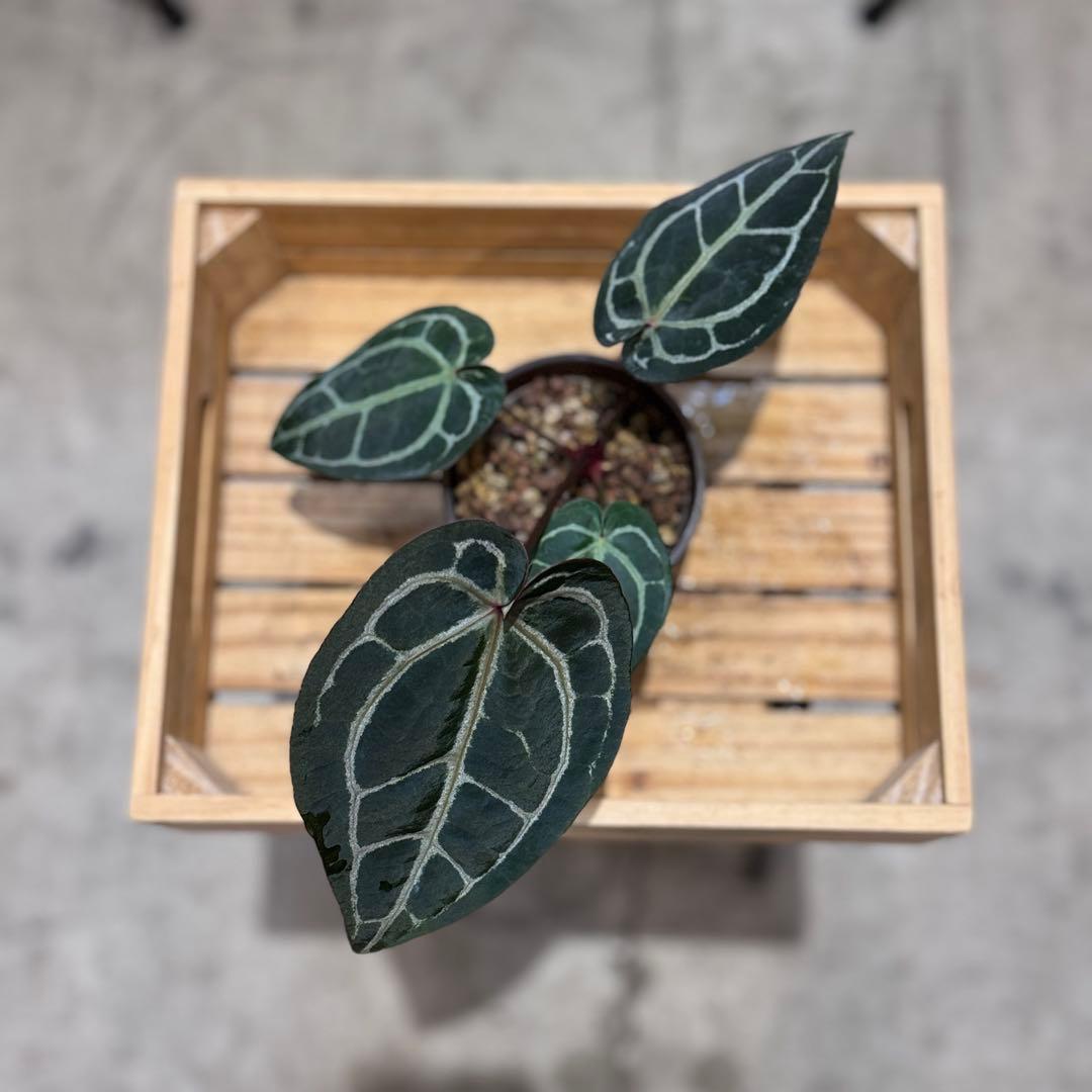 g*o様 28 アンスリウム　‘ミシェル’ F2 レッドクリスタリナム