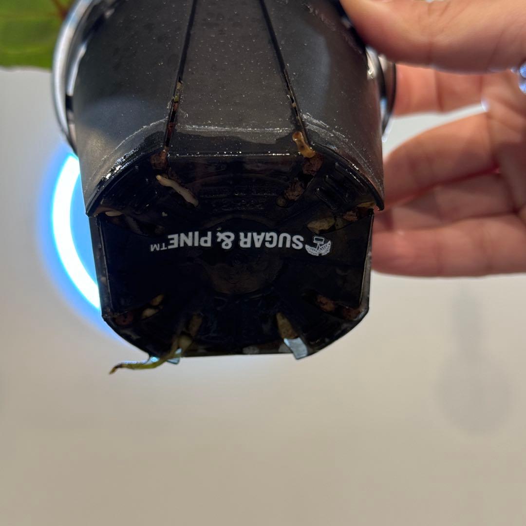 g*o様 28 アンスリウム　‘ミシェル’ F2 レッドクリスタリナム