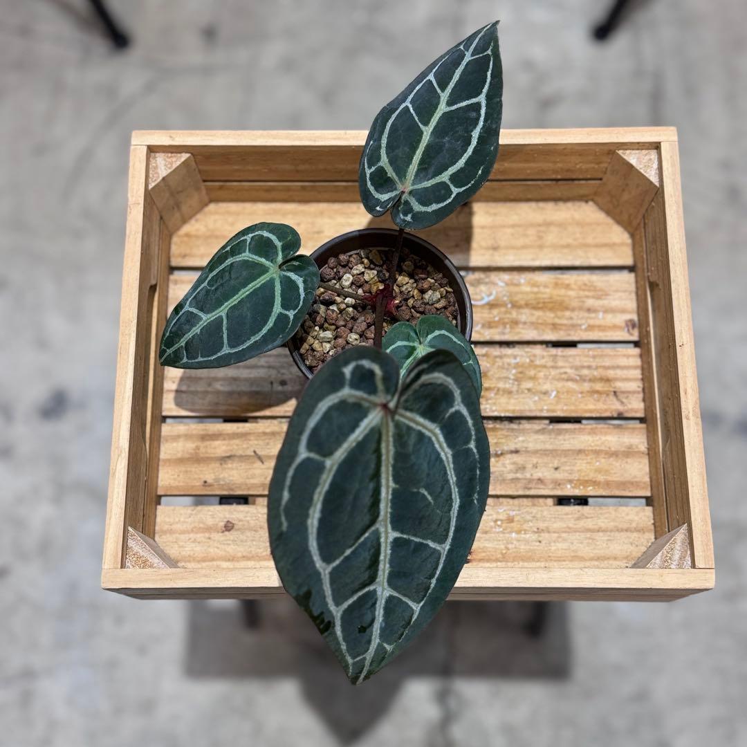 g*o様 28 アンスリウム　‘ミシェル’ F2 レッドクリスタリナム