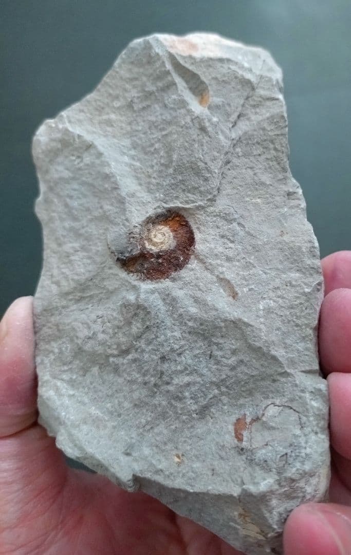 未確認種のアンモナイトと二枚貝の群集化石