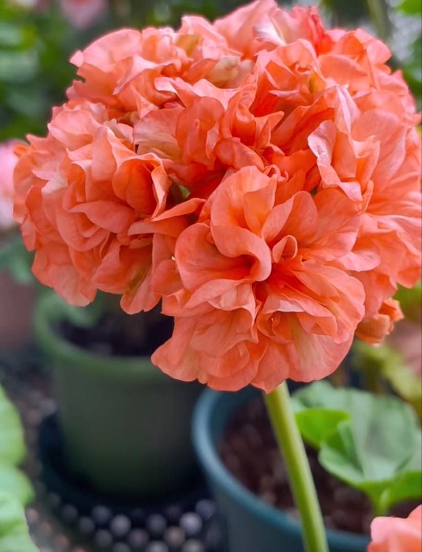 専用リンク　超レア品種ゼラニウム苗　オレンジシュシュ咲きゼラニウム