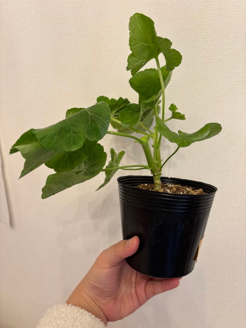 専用リンク　超レア品種ゼラニウム苗　オレンジシュシュ咲きゼラニウム