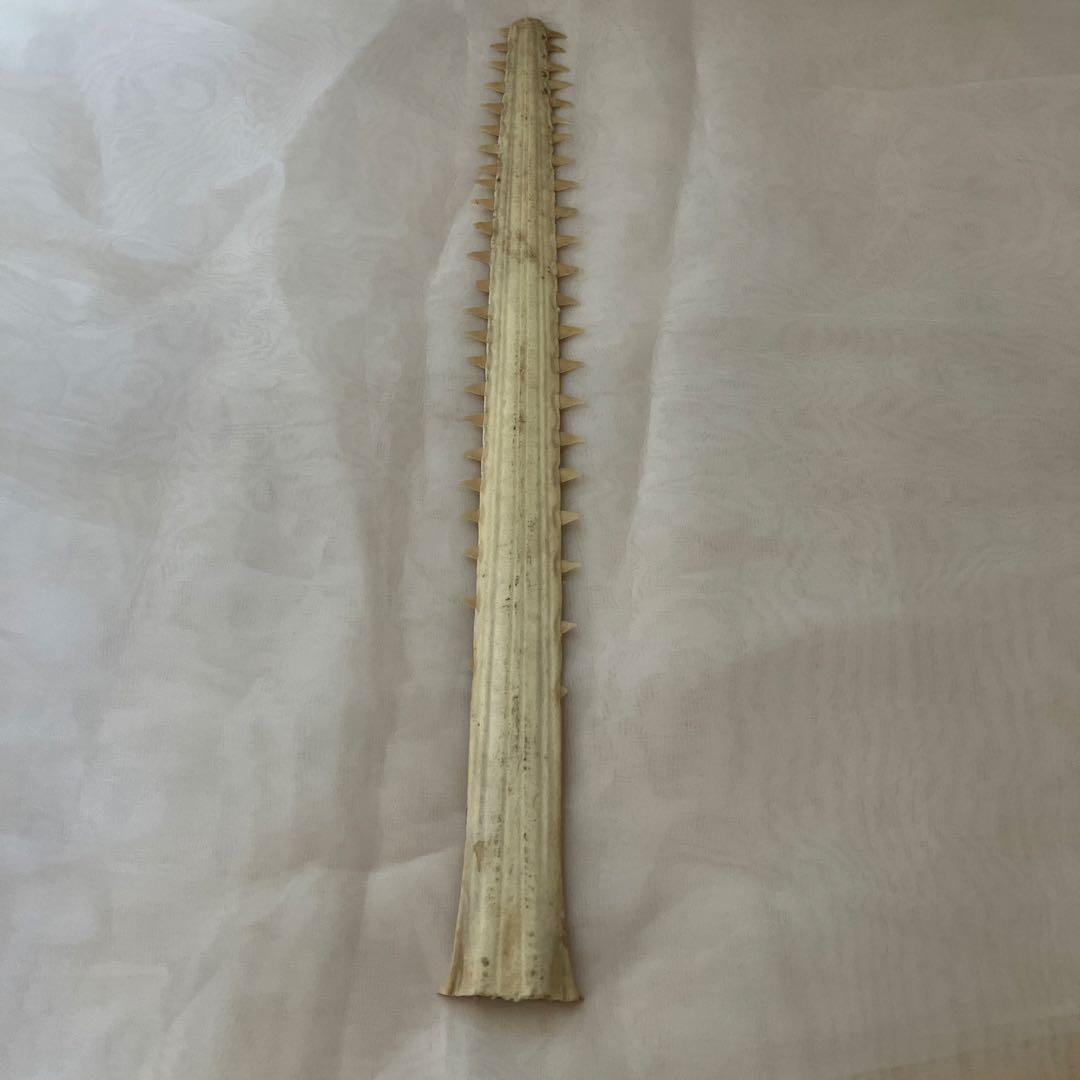 ノコギリザメの歯　標本