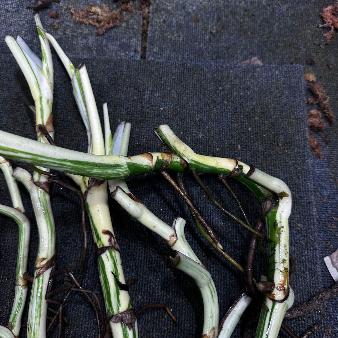 ニ*】様 斑入りモンステラホワイトタイガー大茎7株おまとめ
