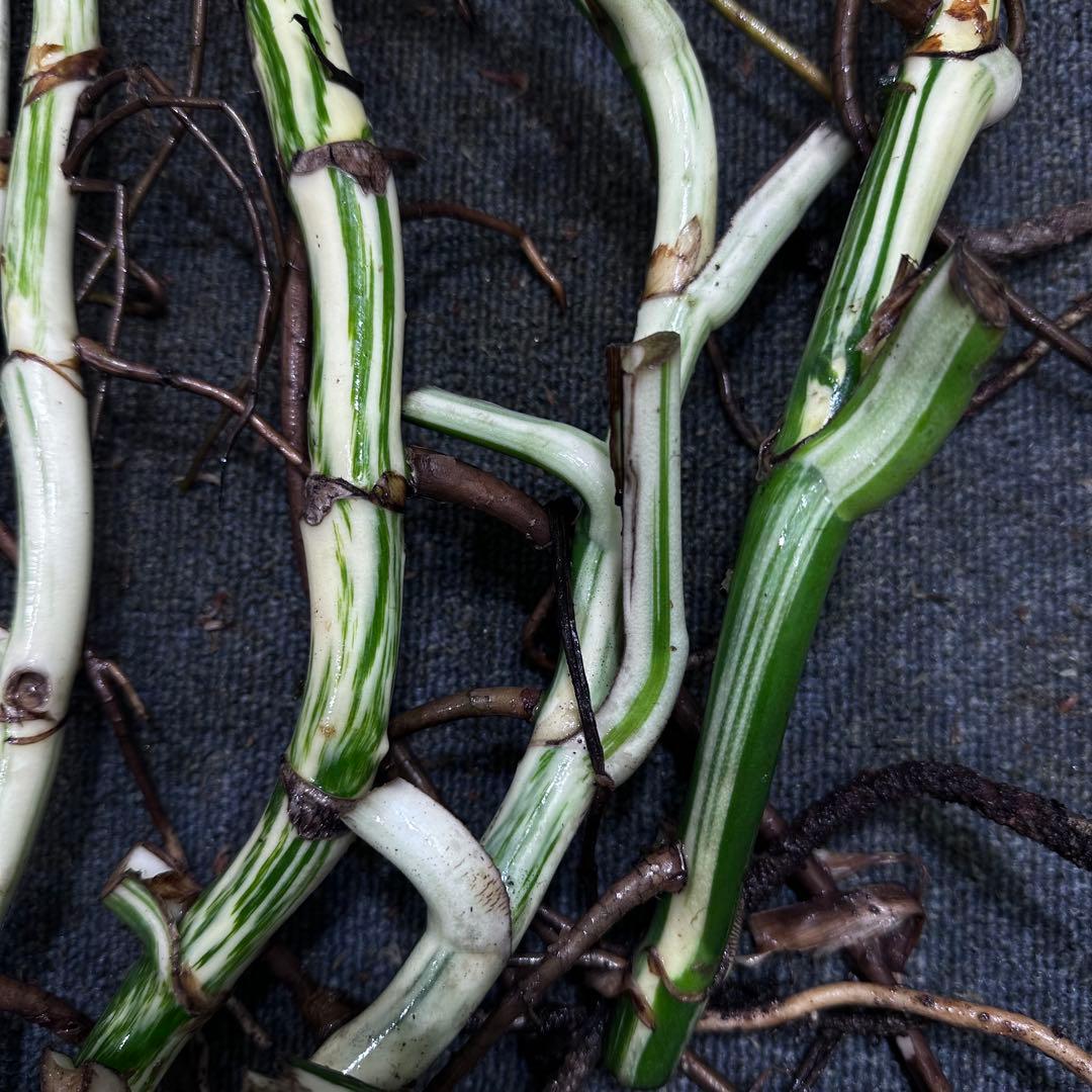 ニ*】様 斑入りモンステラホワイトタイガー大茎7株おまとめ