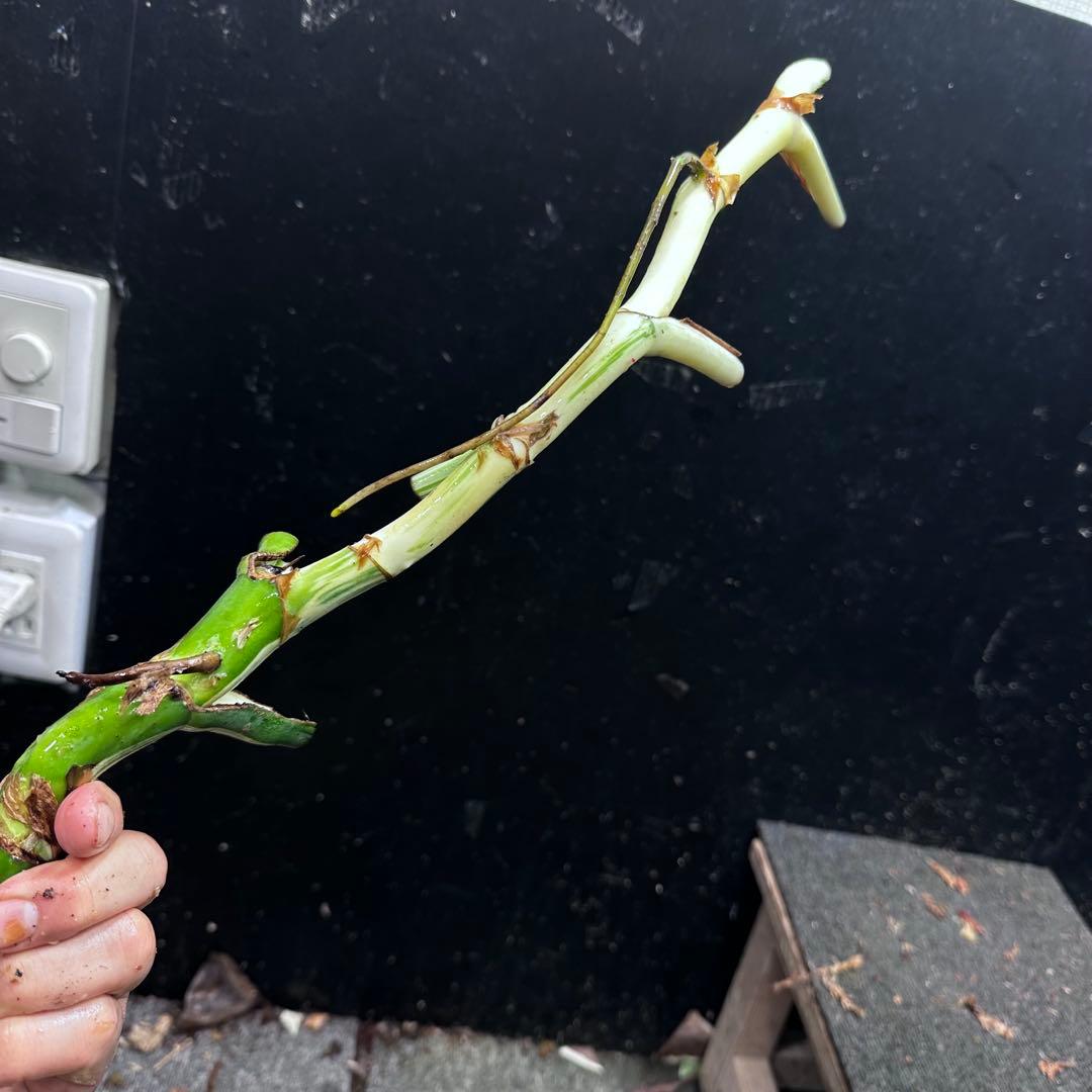 ニ*】様 斑入りモンステラホワイトタイガー大茎7株おまとめ