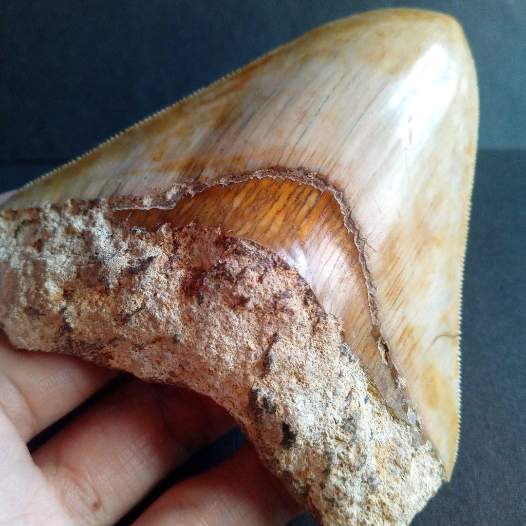 サメの歯化石　インドネシア産　メガロドン　上顎の幅広歯