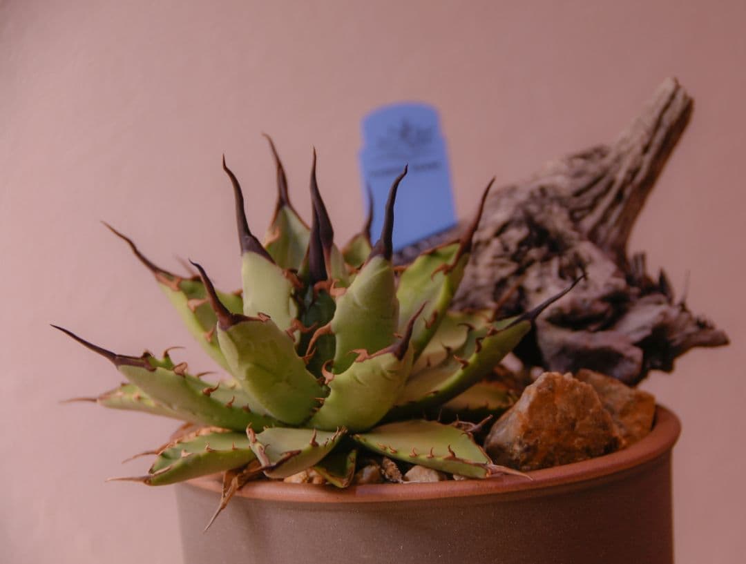 アガベ （ネバデンシス✕BB）HIDDEN AGAVE